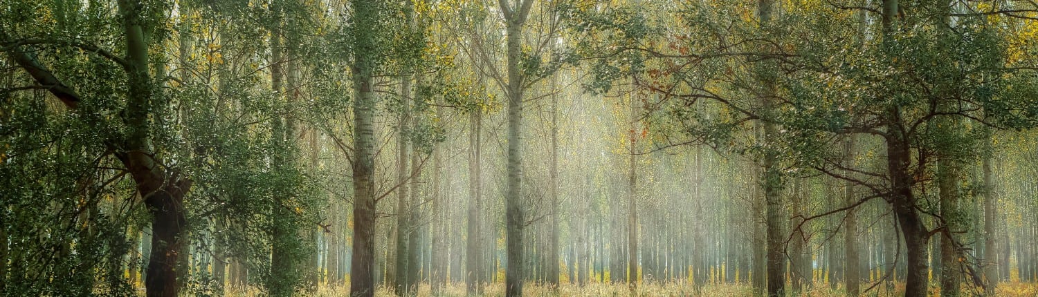 green-1072828